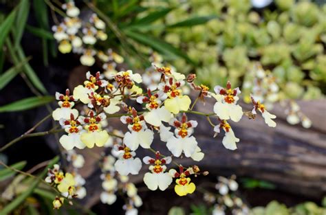 White Oncidium Medium Size (Kampangsan White) | ubicaciondepersonas.cdmx.gob.mx