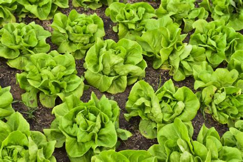 White Boston Lettuce Seeds – Farmhouse Seeds