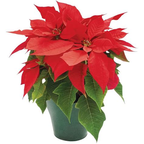 How to plant poinsettias in the landscape after the holidays | Home ...