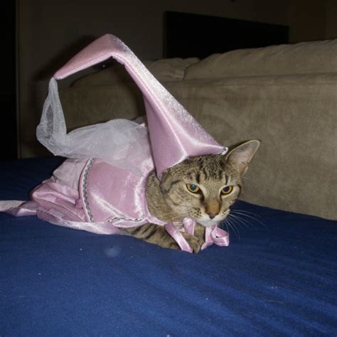 Cat in princess costume | Cat dressed up, Cat halloween costume, Silly cats pictures