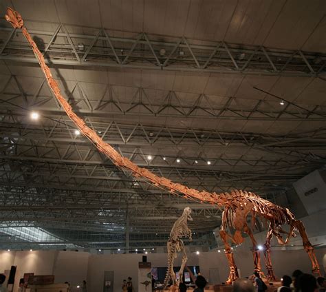 Qijianglong: New Dinosaur Species With Longest Neck Ever • Lazer Horse