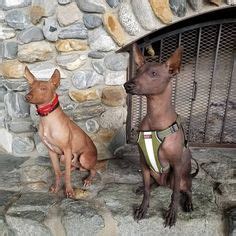 77 Dante Pixar ideas | xoloitzcuintli, pixar, mexican hairless dog