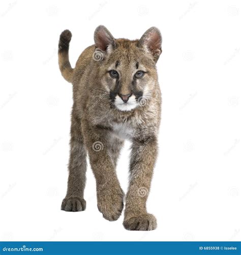 Puma Cub - Puma Concolor (3,5 Months) Stock Photo - Image of mountain ...