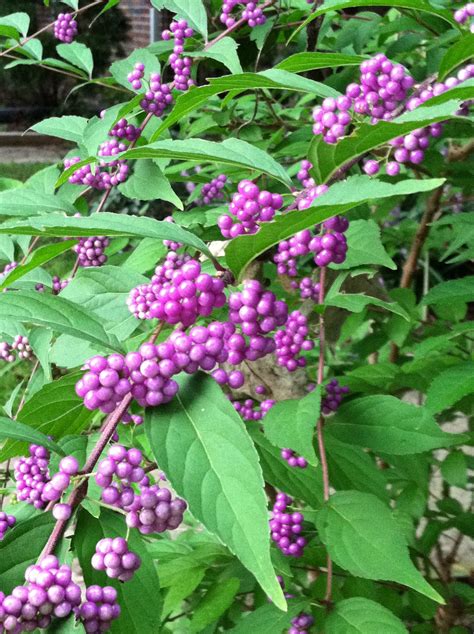 Pin on Plants In Our Yard