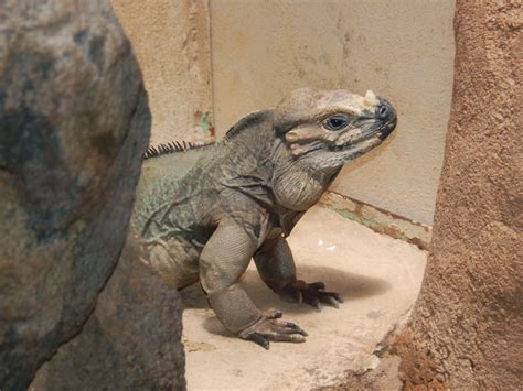 The Online Zoo - Rhinoceros Iguana