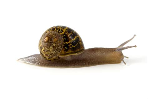 Free Images : animal, shell, invertebrate, mollusk, slow, molluscs ...