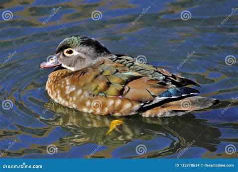 Stunning Female Wood Duck stock photo. Image of wetlands - 132878634