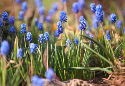 How to Grow & Care for Grape Hyacinth (Muscari)