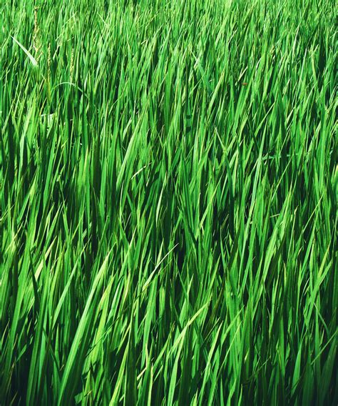 Free stock photo of Beautiful grass, farm, farmer
