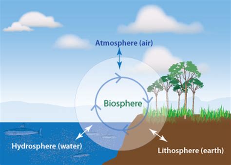 Components of the BIOSPHERE Diagram | Quizlet