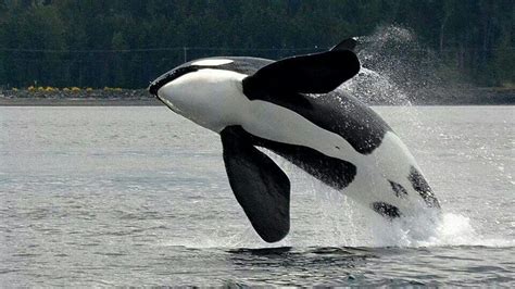 Orca breach!