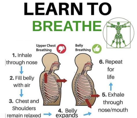Learn to breath better | Belly breathing, Learning, Biohacking