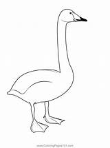 Whooper Swan Coloring Page For Kids  Free Swans And Geese Printable sketch template