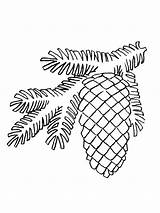 Pine Cone Coloring Pages  Best For Kids sketch template