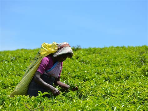 Assam tea gardens get relief as HC stays wage hike for tea workers ...