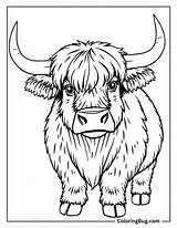 40 Highland Cow Coloring Pages Free Printable PDFs sketch template