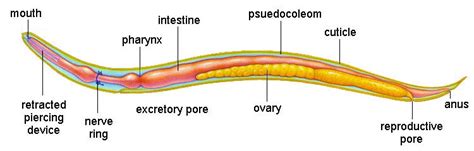 Diagram of a roundworm | Worms, Roundworm, Biology classroom