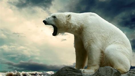 Hunting Polar Bears Cool Wallpapers on WallpaperDog