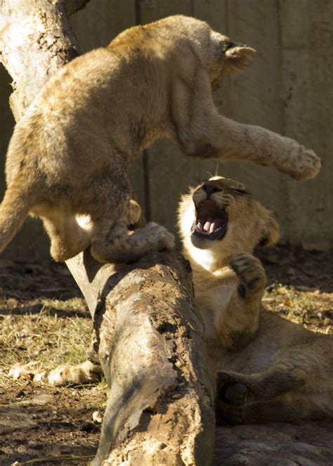 Lion Cubs | Lion Cubs at the National Zoo in Washington DC. | Ken_from_MD | Flickr