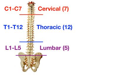 Cervical Thoracic And Lumbar Vertebrae