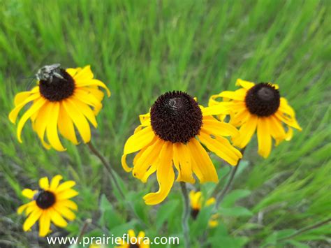 Native Prairie Plants