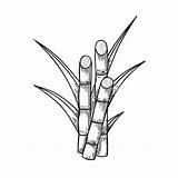 Sugarcane Drawing Clipartmag Sketch Coloring Page sketch template