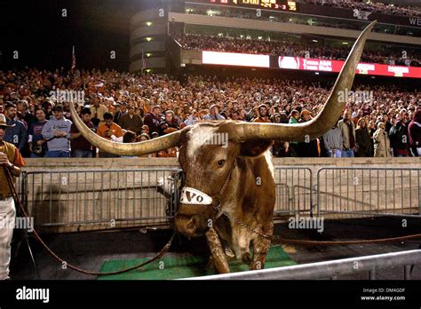 University of Texas Longhorn mascot Bevo makes an appearance at Kyle ...