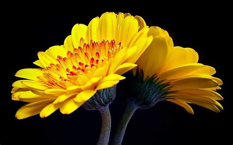 Download Flower Nature Gerbera HD Wallpaper