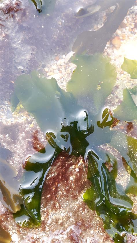 Sea Lettuce Seaweed (Ulva lactuca) Identification