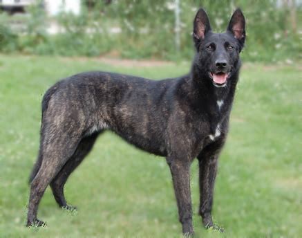 About Dog Dutch Shepherd: Training Your Dutch Shepherd to Listen to You