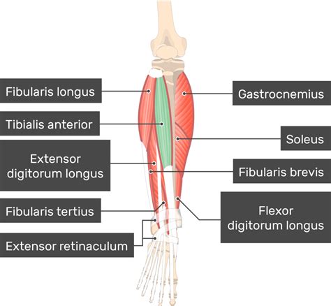 Tibialis Anterior Muscle - Attachments, Actions & Innervation | GetBodySmart