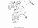Blackberry Coloring Page sketch template
