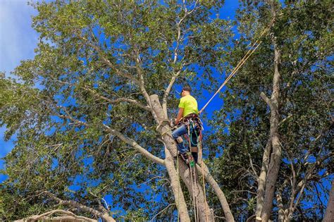 Tree Arborist Near Me | Best Tree Loppers Near Me 2021