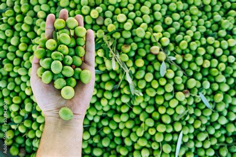 Harvest of olives holding in hand. Spanish ingredient for the ...