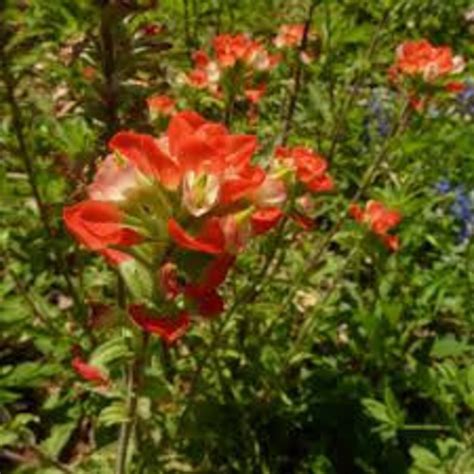 Indian Paintbrush Seeds 20 Count - Etsy Canada