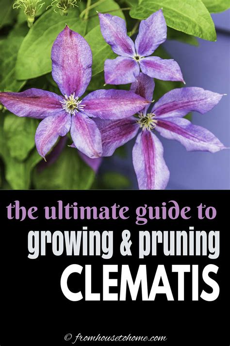 Clematis Vine Care: Planting, Growing and Pruning Tips - Gardening ...