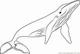 Whales Coloring Page  Free Whale Pages ColoringPages101com sketch template