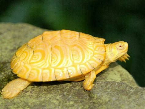 Albino Yellow Bellied Sliders for sale | The Turtle Source