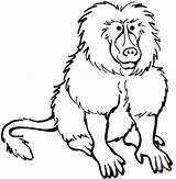 Dibujo De Un Babuino Para Colorear  Dibujos Imprimir Gratis sketch template