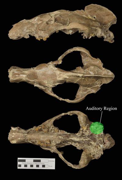 Amphicyon longiramus | Bear dog, Extinct animals, Megafauna