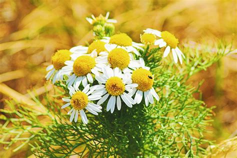 Soothing CHAMOMILE health and skin benefits – Wild for Nature