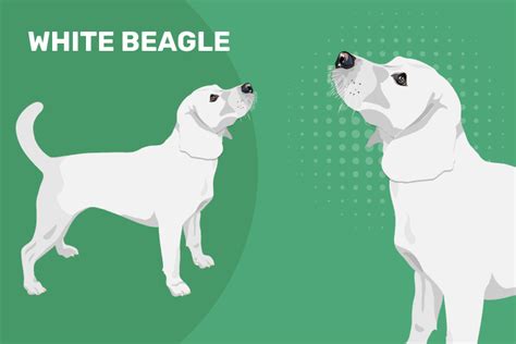 White Beagle: Pictures, Guide & Unique Facts | Hepper