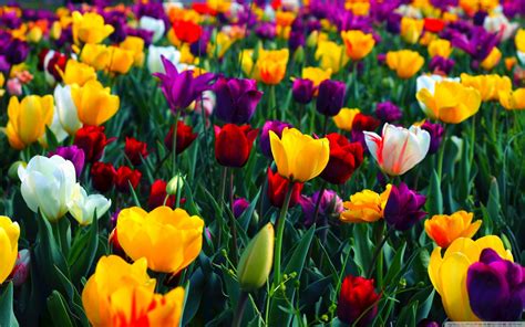 Free download Colorful Flowers Wallpaper In Spring New Mobile Full ...