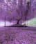 A 200 year old Wisteria tree in Japan