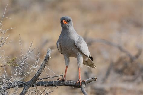 Namibia Endemic Birding Tour - 4 Day Guided Tour: Nature Travel Namibia