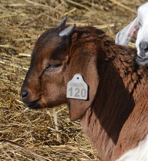 Pin on Goats and Sheep