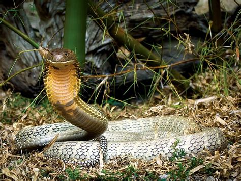 9 of the World’s Deadliest Snakes | Britannica