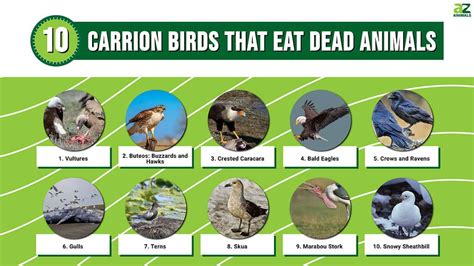 10 Carrion Birds That Eat Dead Animals - A-Z Animals