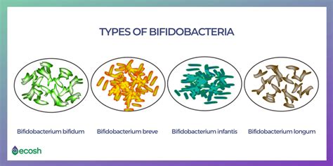 17 TYPES OF GOOD BACTERIA - The List of Most Beneficial Species of Probiotics Lactobacillus and ...