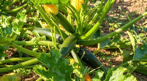 Zucchini Growth Stages: How Fast Does Zucchini Grow?